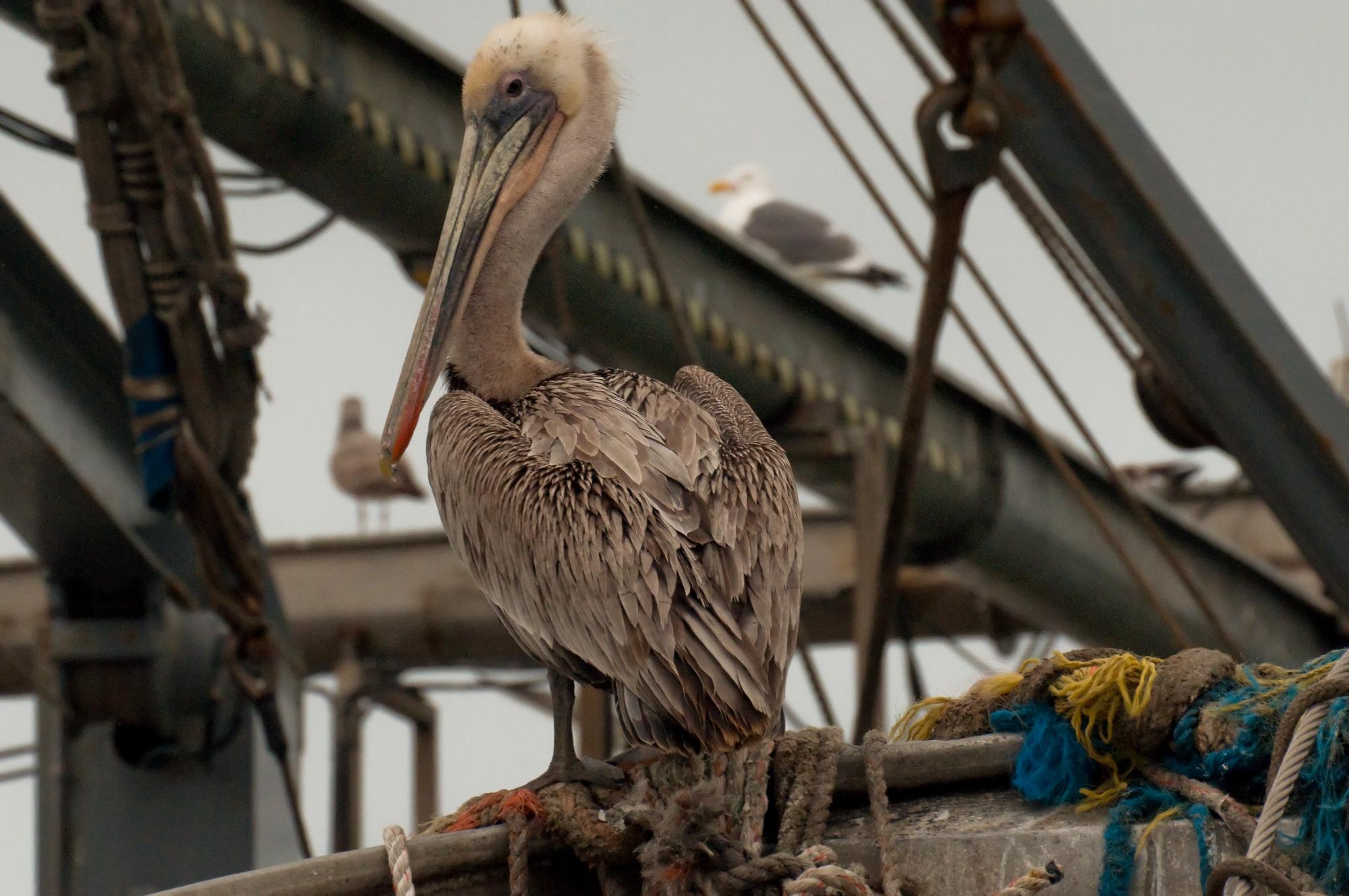 ./20100602_Brown_Pelican_On_Fishing_Boat.jpg