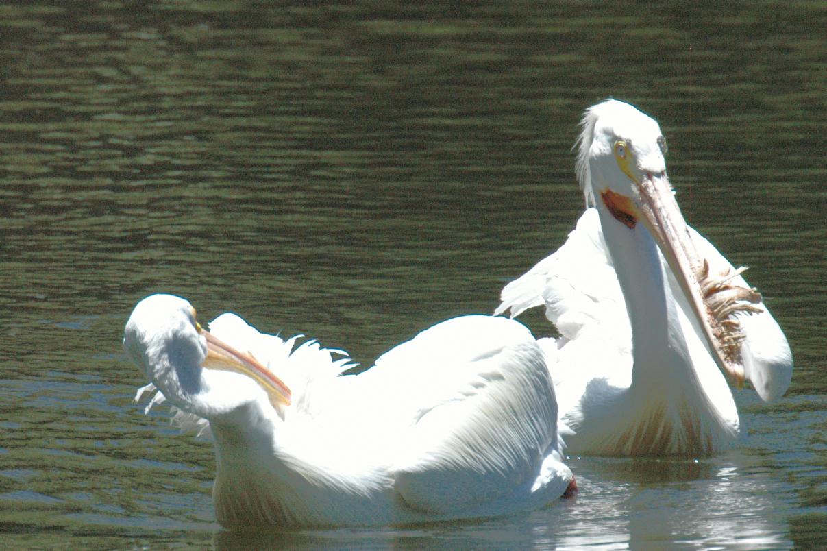 ./Pelican_20080607_112040_San_Francisco_Zoo2008_DSC_2749T.jpg