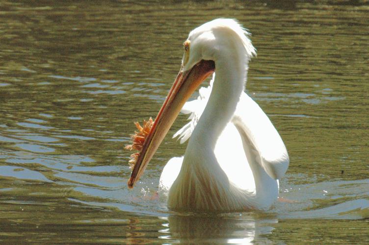 ./Pelican_20080607_112050_San_Francisco_Zoo2008_DSC_2750T.jpg