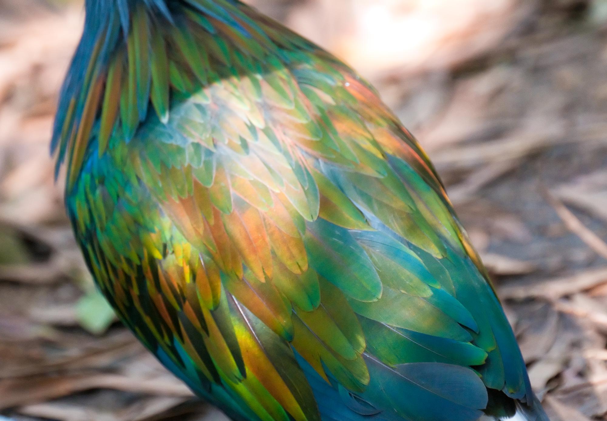 ./20110513_Nicobar_Pigeon_San_Diego_Zoo.jpg