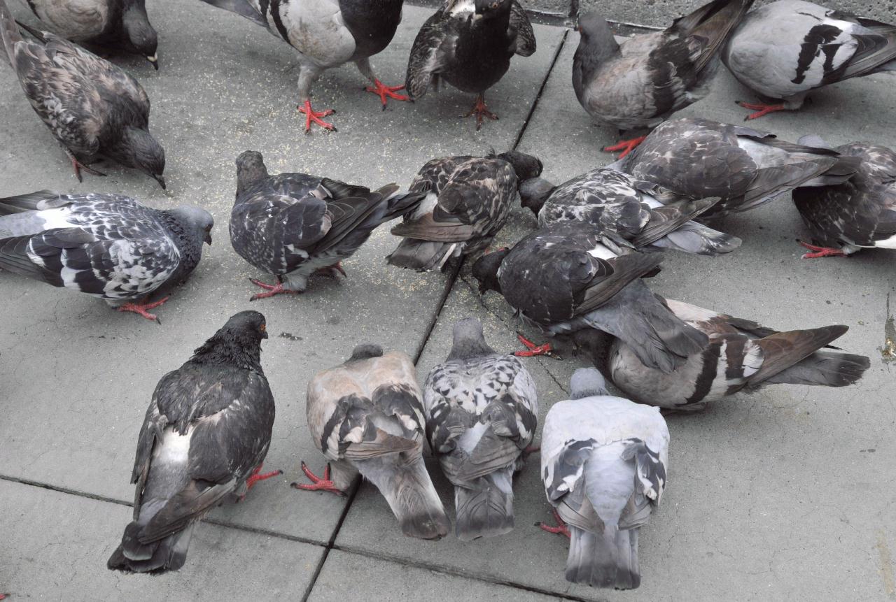 ./Pigeon_20080802_134602_Union_Square_San_Francisco_BCX_1806.jpg