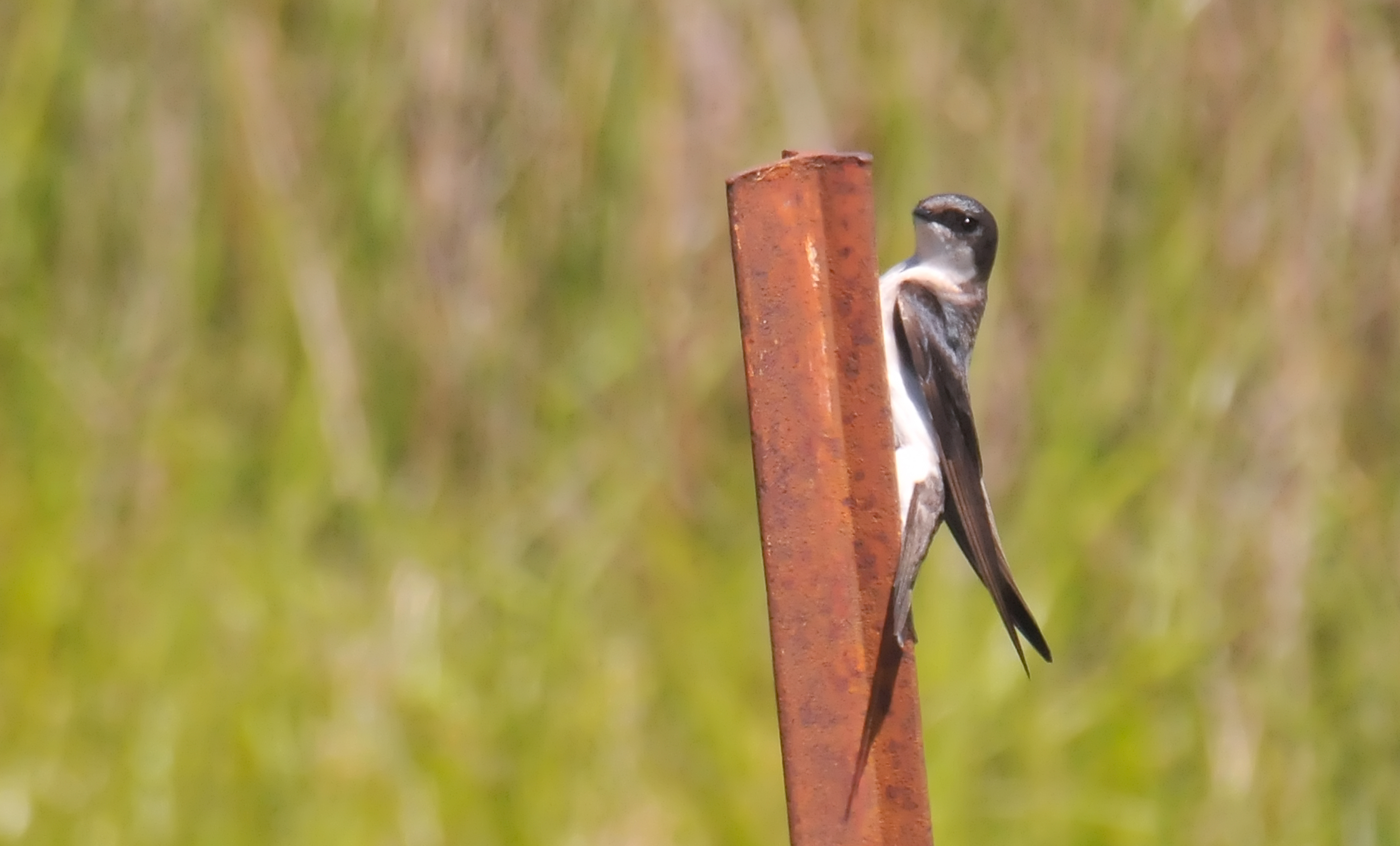 ./Tree_Swallow_20170503_135426_T17_3620-Edit.jpg