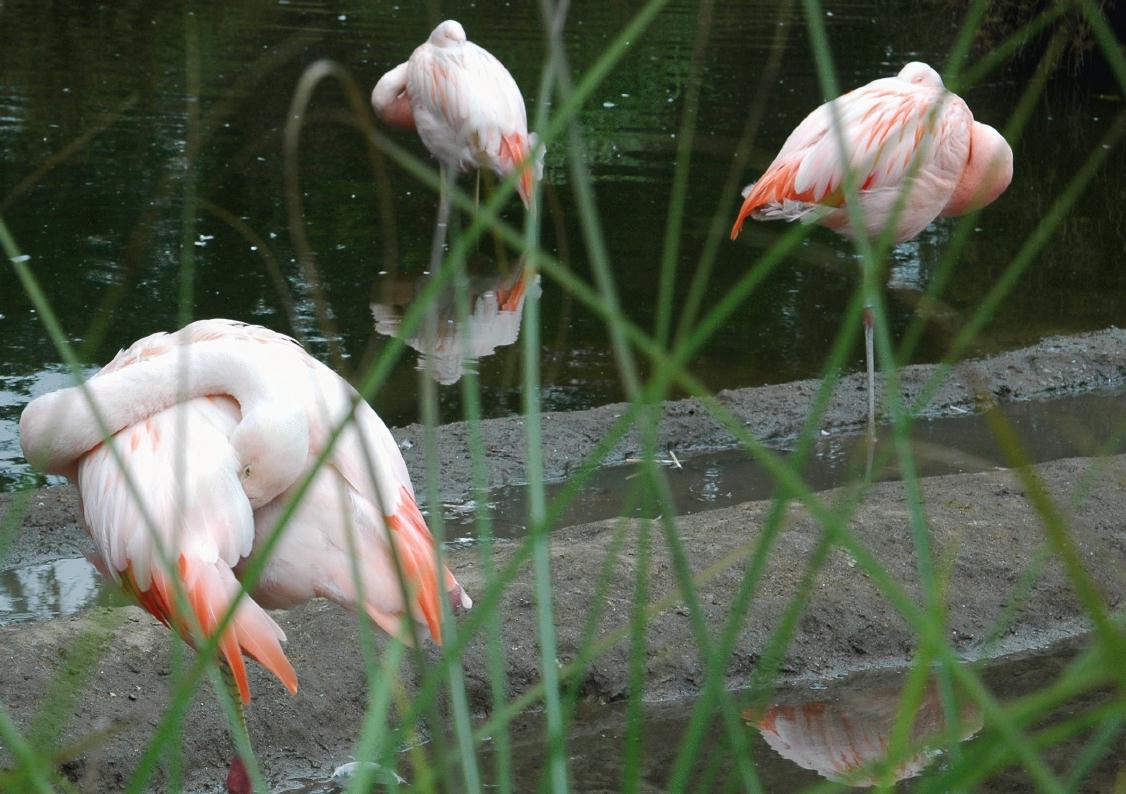 ./Flamingo2006_02.jpg