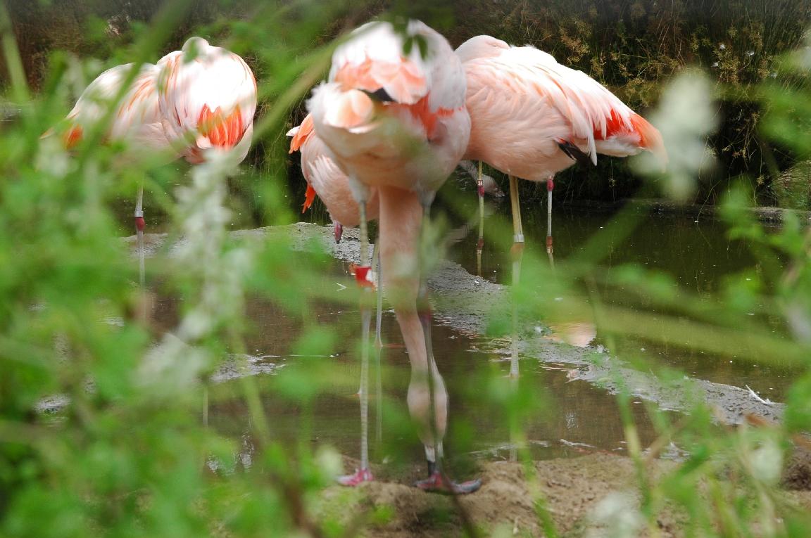 ./Flamingo2006_03.jpg