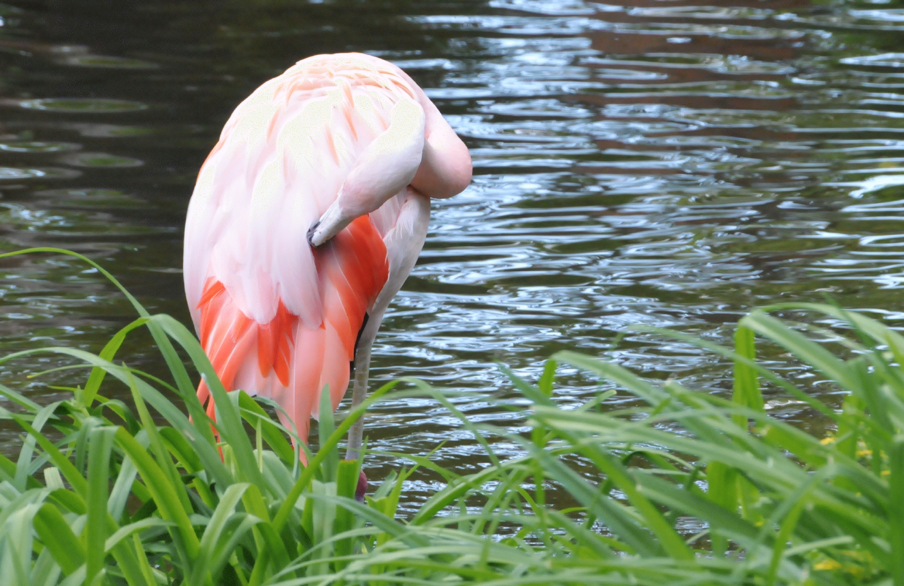 ./Flamingo_20210522_122230_C21_0555.jpg