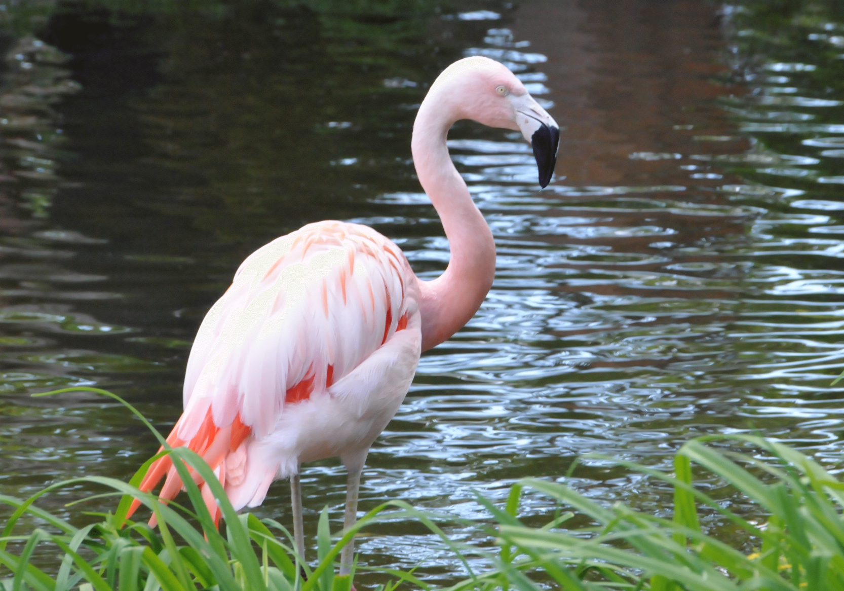 ./Flamingo_20210522_122231_C21_0556.jpg