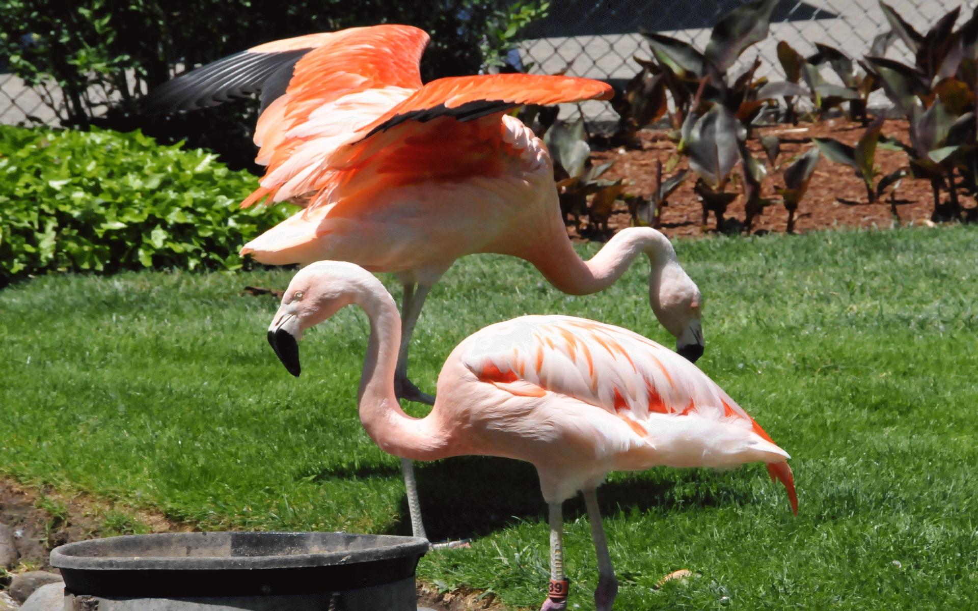 ./Flamingo_20210522_133340_C21_0623.jpg