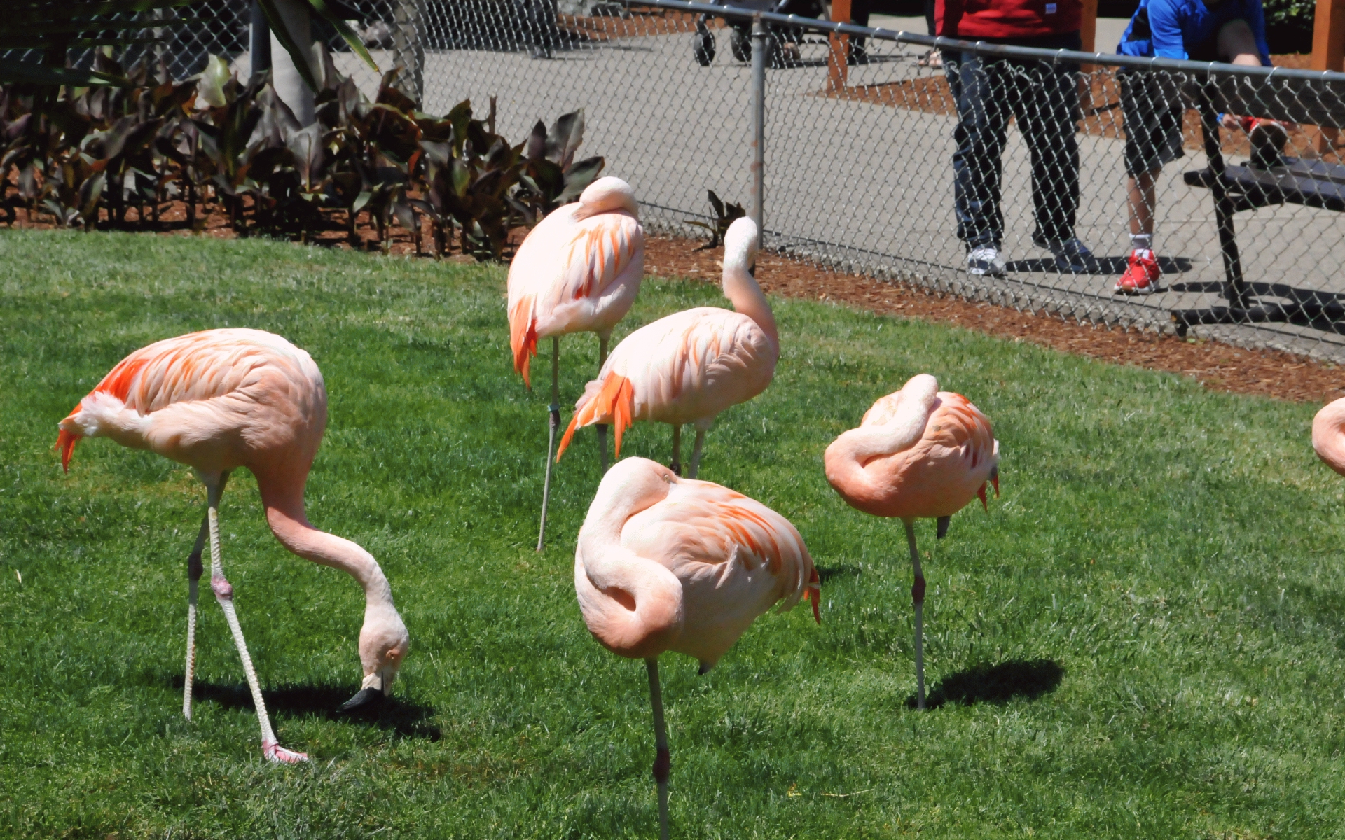 ./Flamingo_20210522_133348_C21_0625.jpg