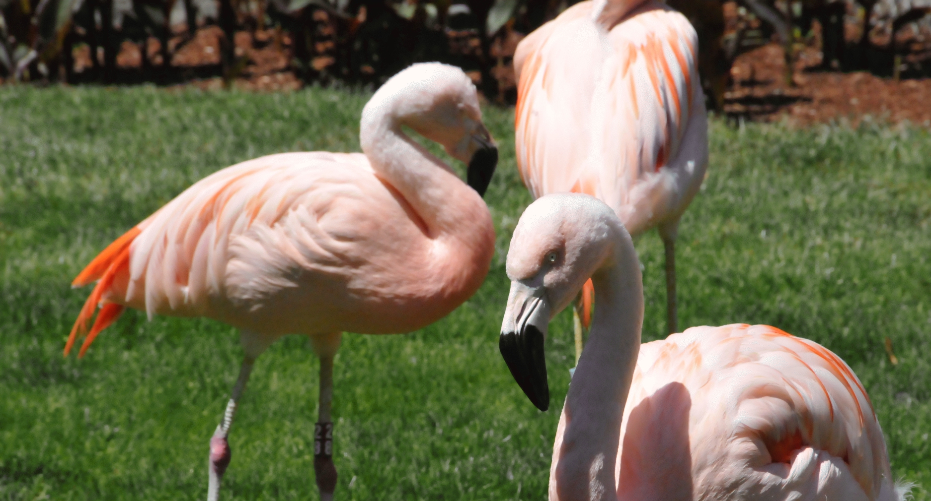 ./Flamingo_20210522_133407_C21_0627.jpg