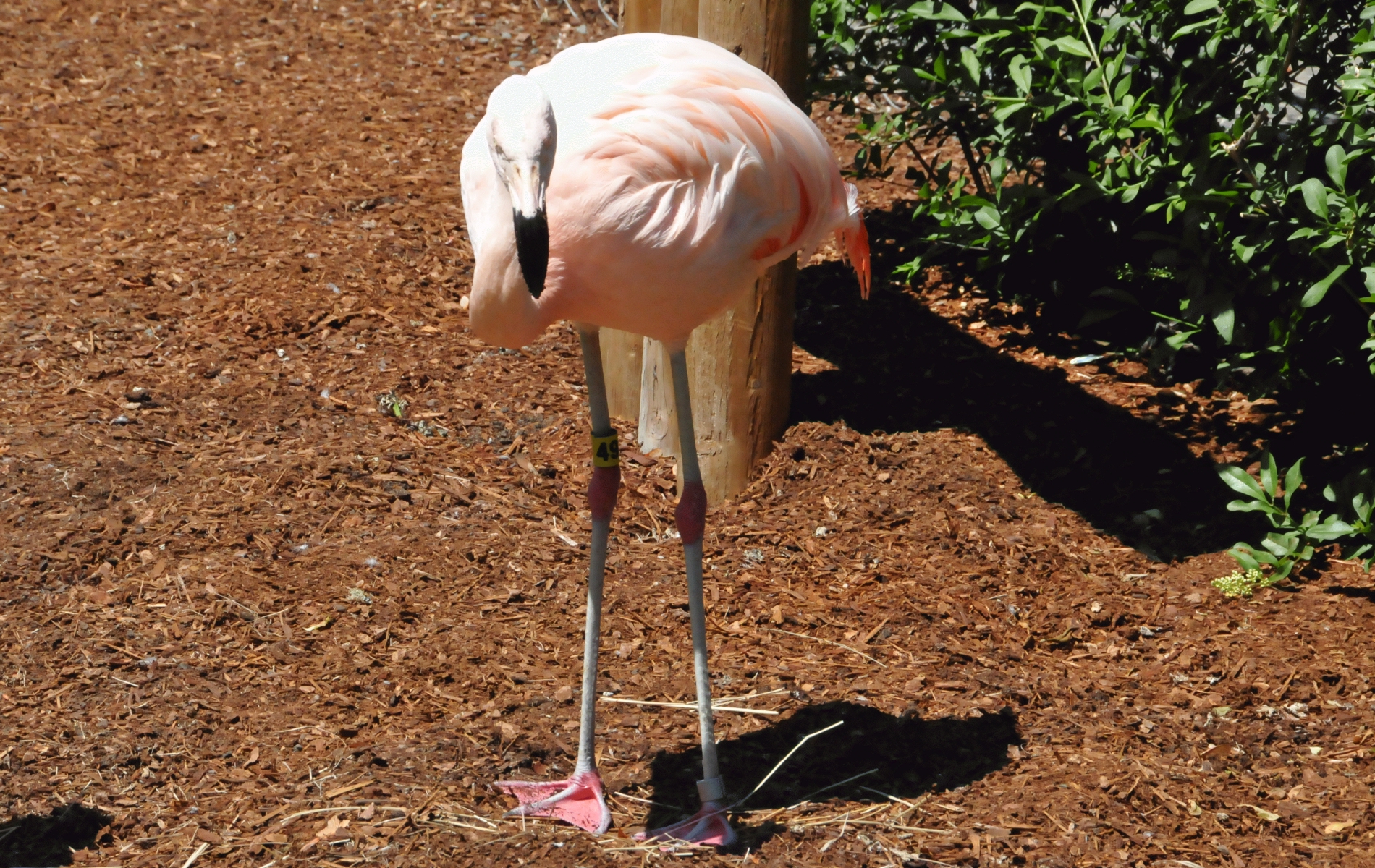 ./Flamingo_20210522_133515_C21_0630.jpg