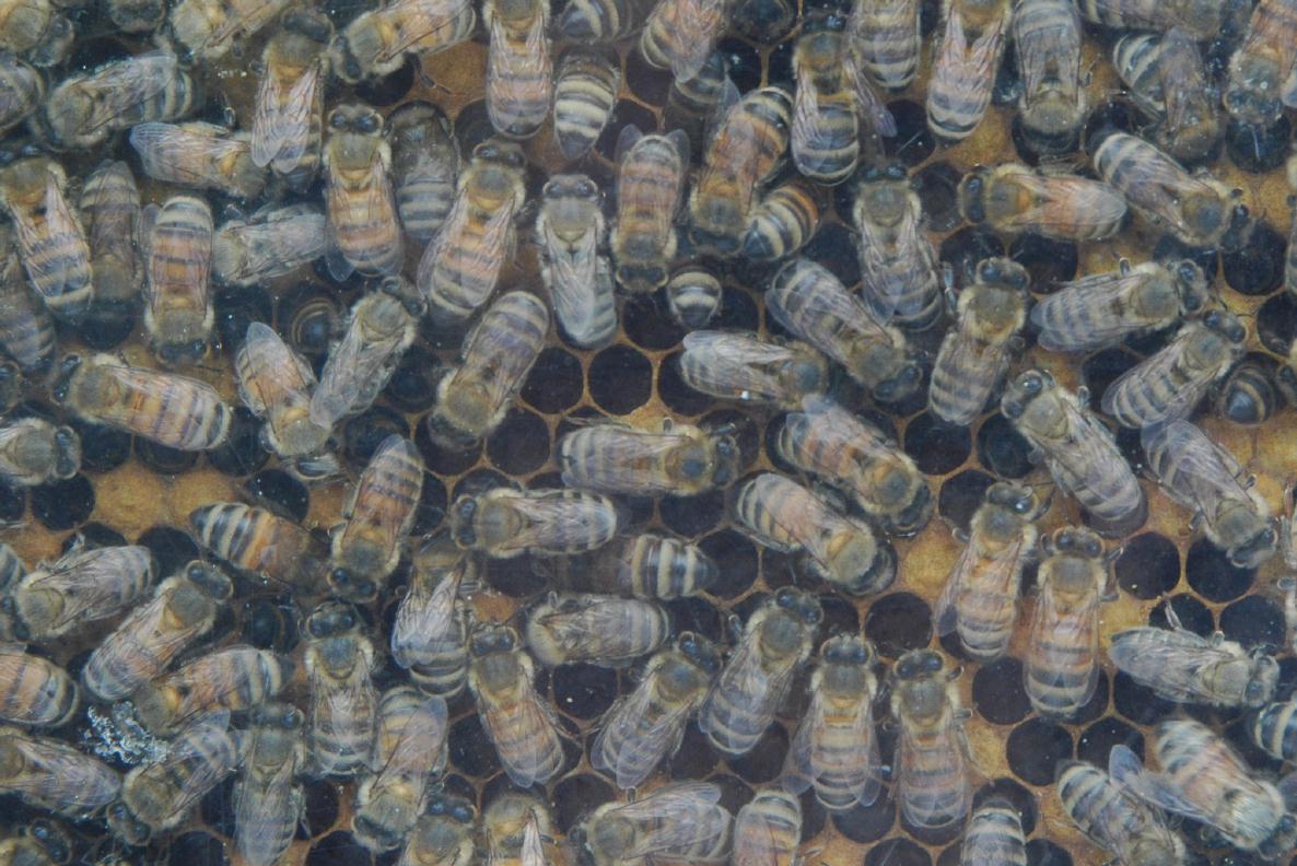 ./Bees2007_01.jpg