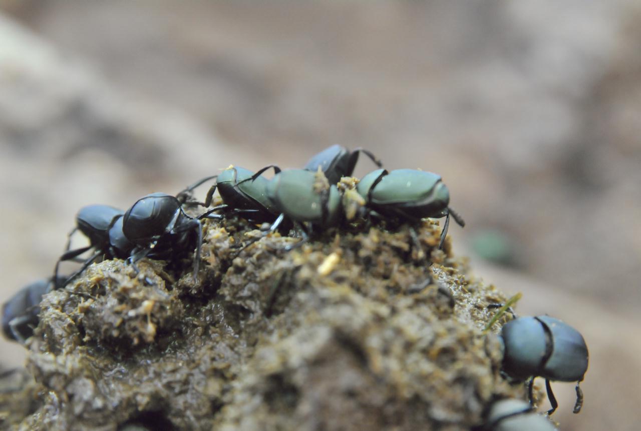 ./Egyptian_Dung_20101013_120149_San_Diego_Zoo_BCX_9982.jpg