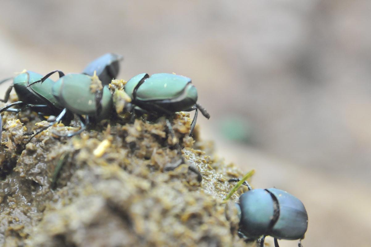 ./Egyptian_Dung_20101013_120151_San_Diego_Zoo_BCX_9983.jpg