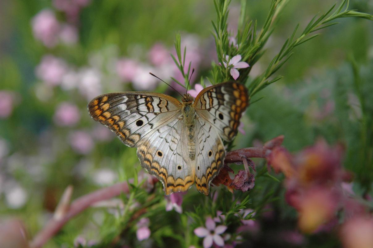 ./ButterflyConsOfFlowSF2008_1494B.jpg