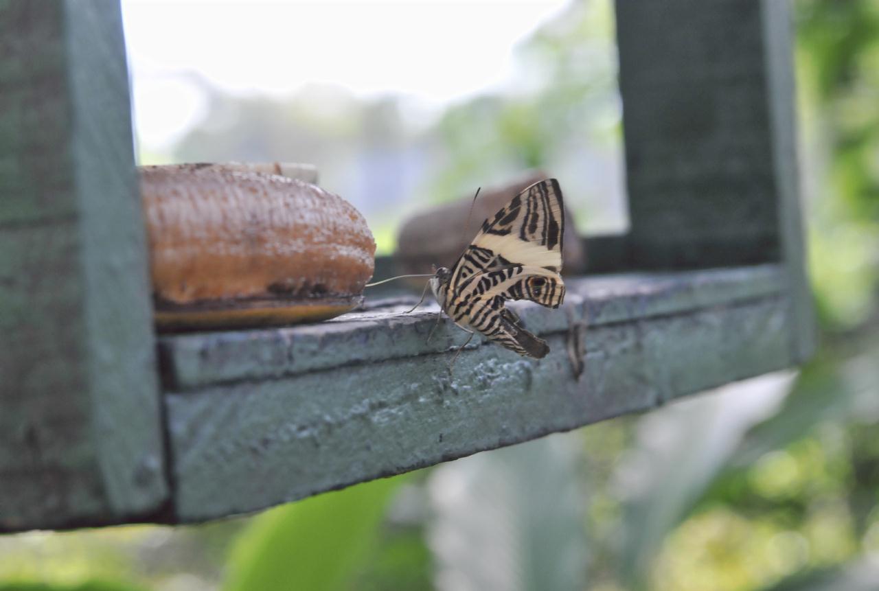 ./ButterflyCostaRica20080908_3242BCX.jpg