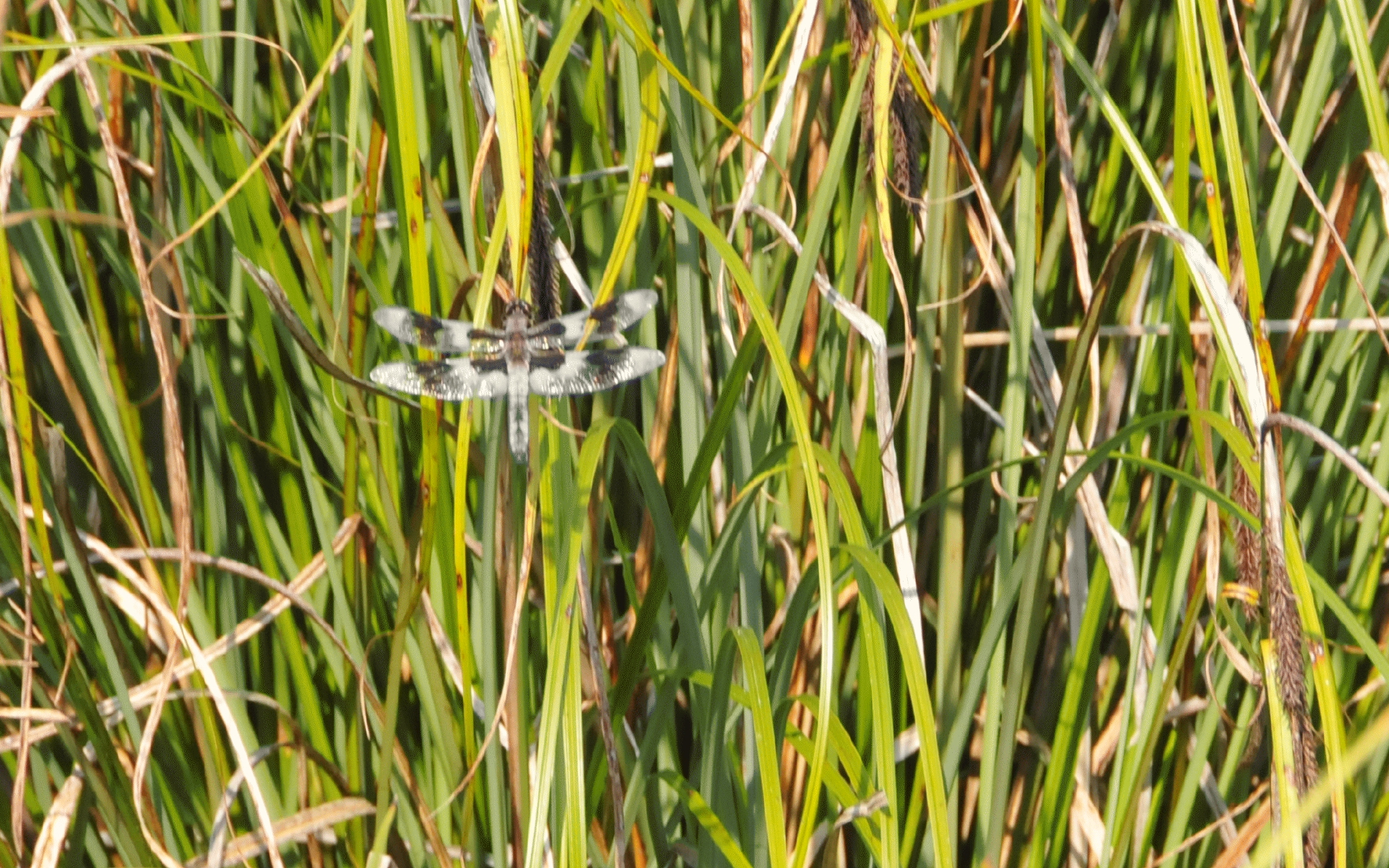 ./Dragon_Fly_Lagoon_Campground_20230814_164828_C23_1001.jpg