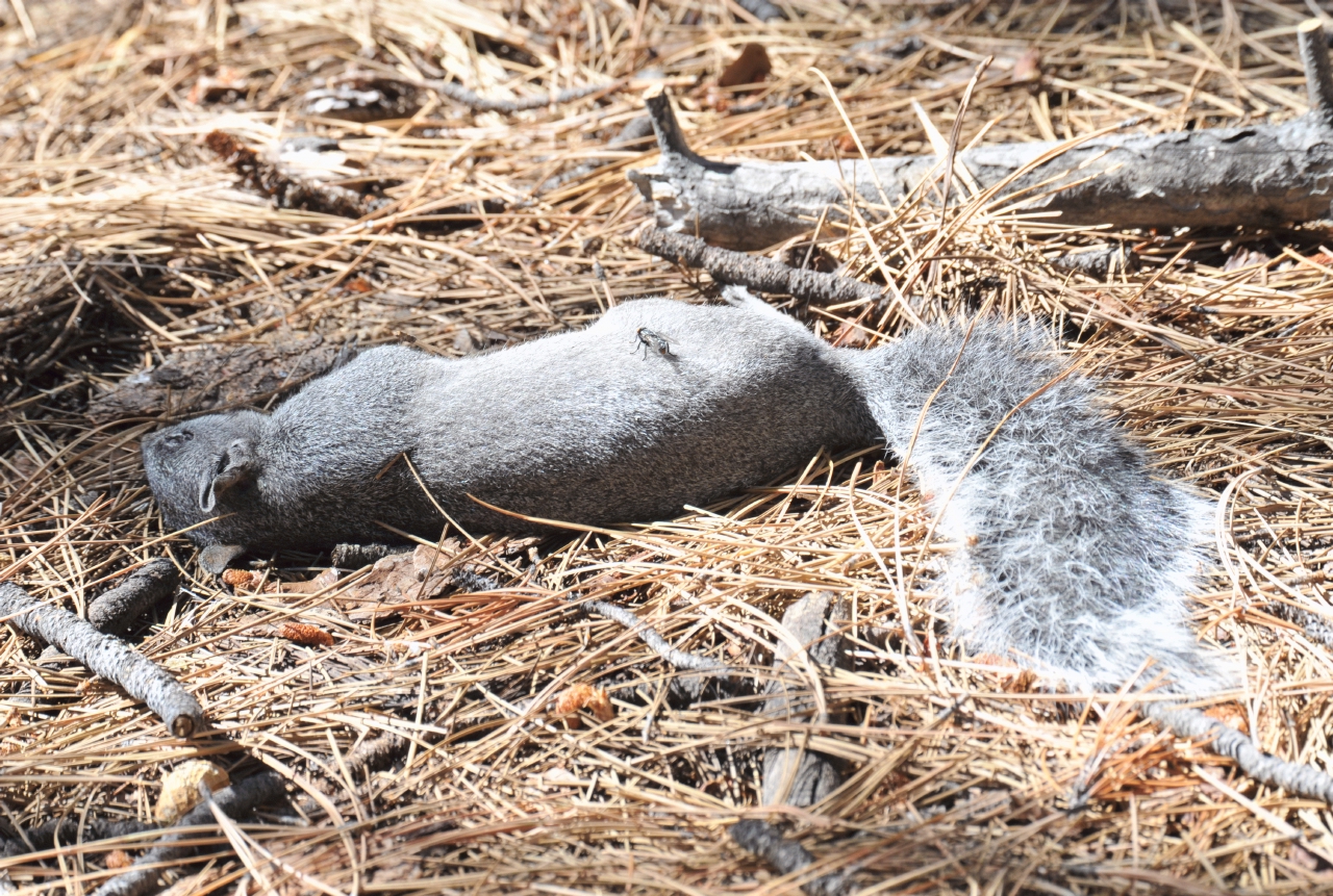 ./Fly_20110923_111554_Lake_Tahoe_California_TNT_1304.jpg