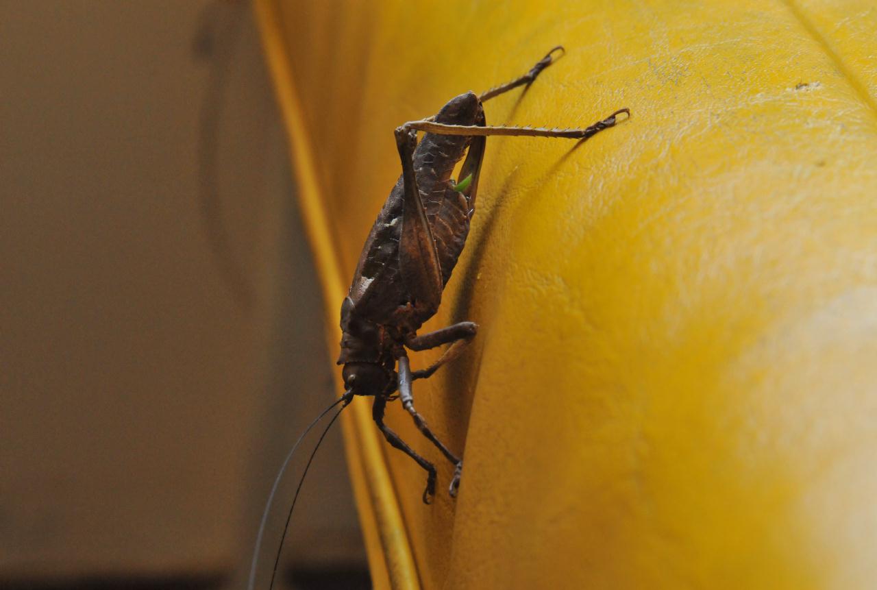 ./GrasshopperNatureCruiseCostaRica20080911_3909BCX.jpg