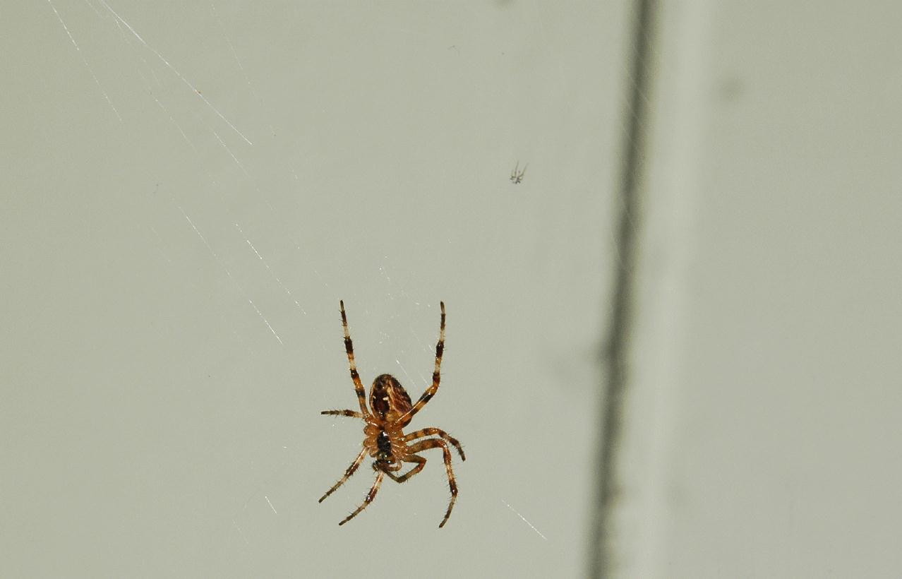 ./Spider_20070000_Belgave_Above_Stanyan_7306B.jpg