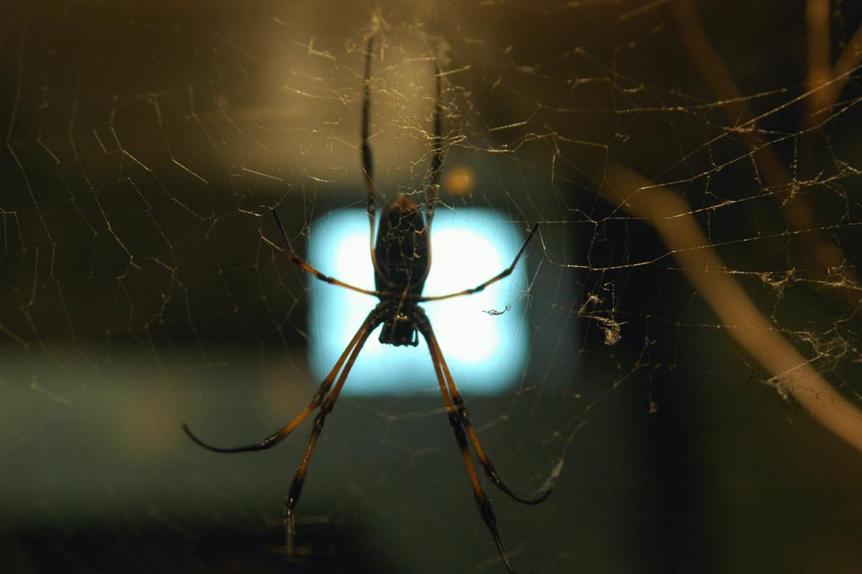 ./Spider_20080000_Stuttgart_Zoo_1272B.jpg