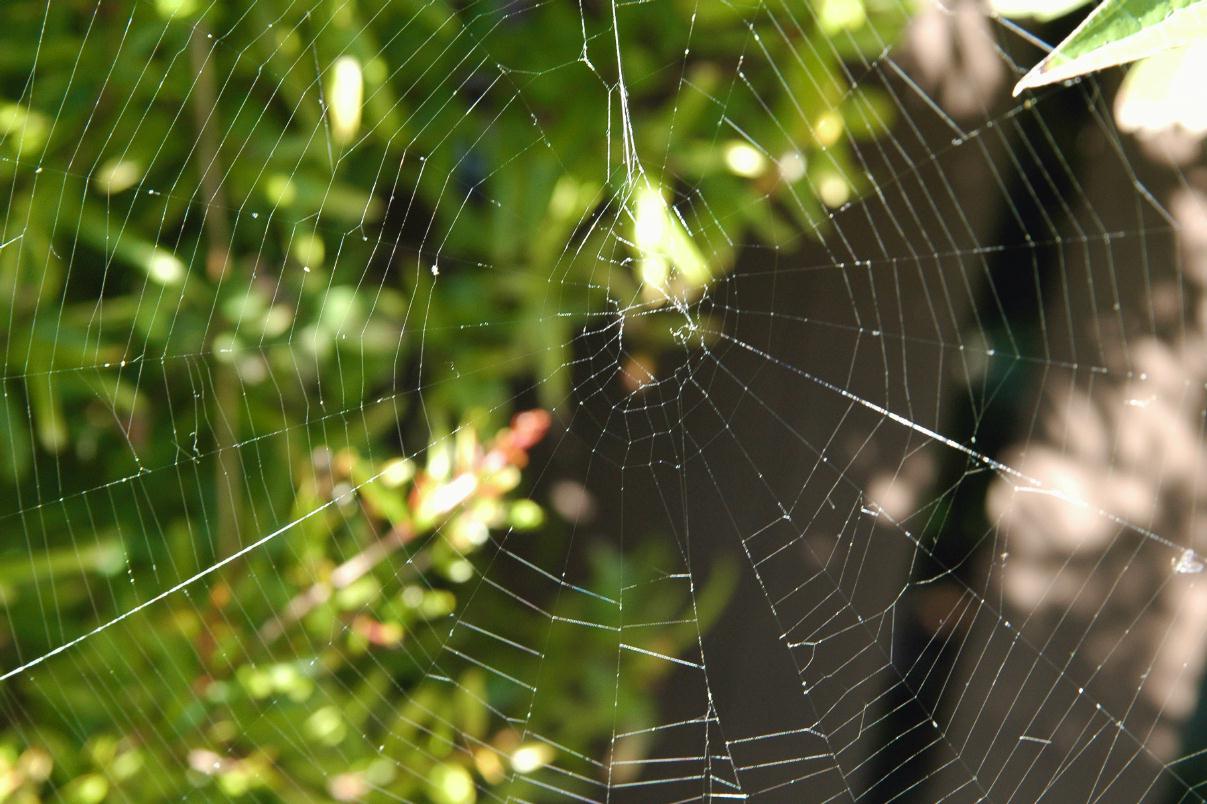 ./Spider_20070000_Web_Belgave_AboveStanyan_7314B.jpg