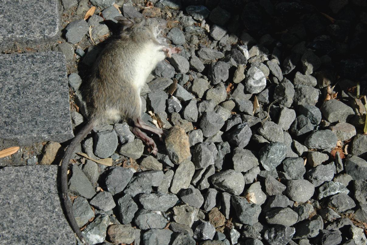 ./DeadAnimal20070000_Rat_01.jpg