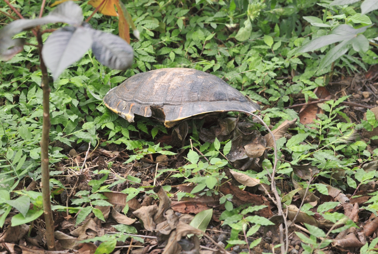 ./DeadAnimal20111119_121707_Turtle_Dead_Carco_Verde_Ometepe_Island_Lake_Nacaragua_B12_2003.jpg