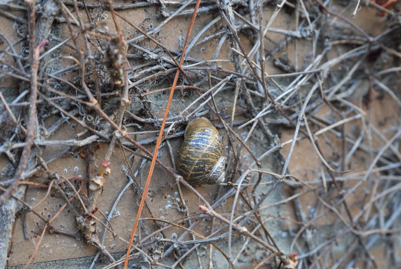 ./Snail_Live_20100307_1351208_Embarcadero_Five_Park_BCX_2137.jpg