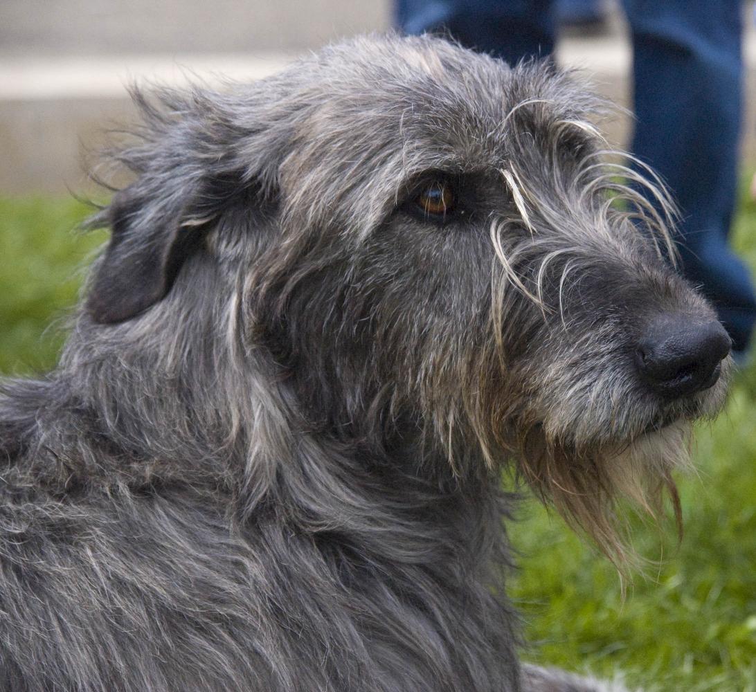 ./Irish_Wolfhound_20080410_Animalblog.jpg