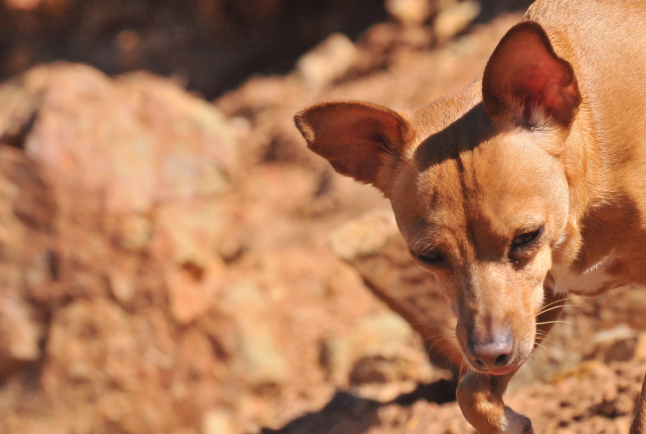 ./Gypsy_Dog_20130919_144230_Shasta_Lake_T13_1205.jpg