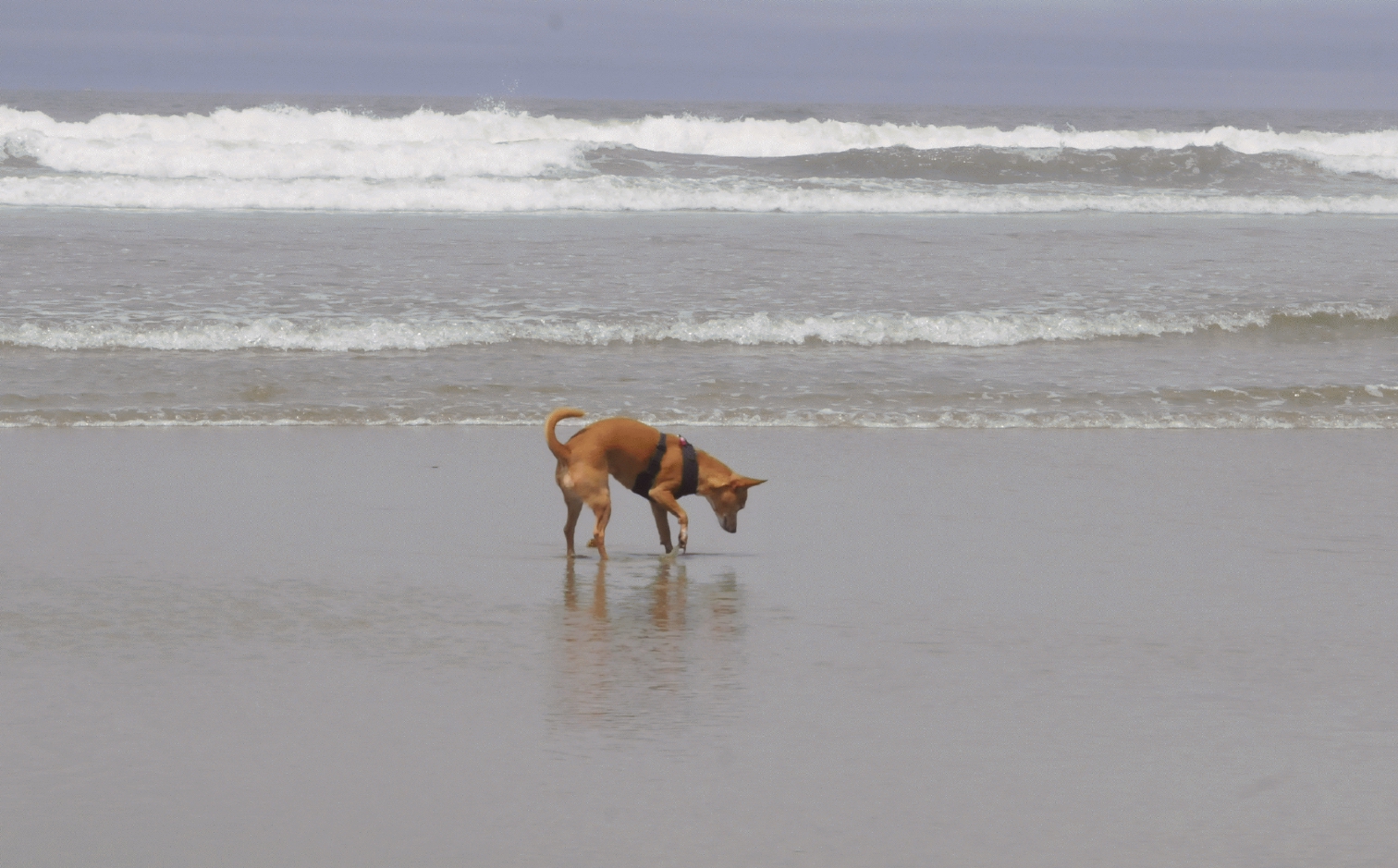 ./Gypsy_Dog_20150629_120336_Nye_Beach_Newport_Oregon_C15_3391.jpg