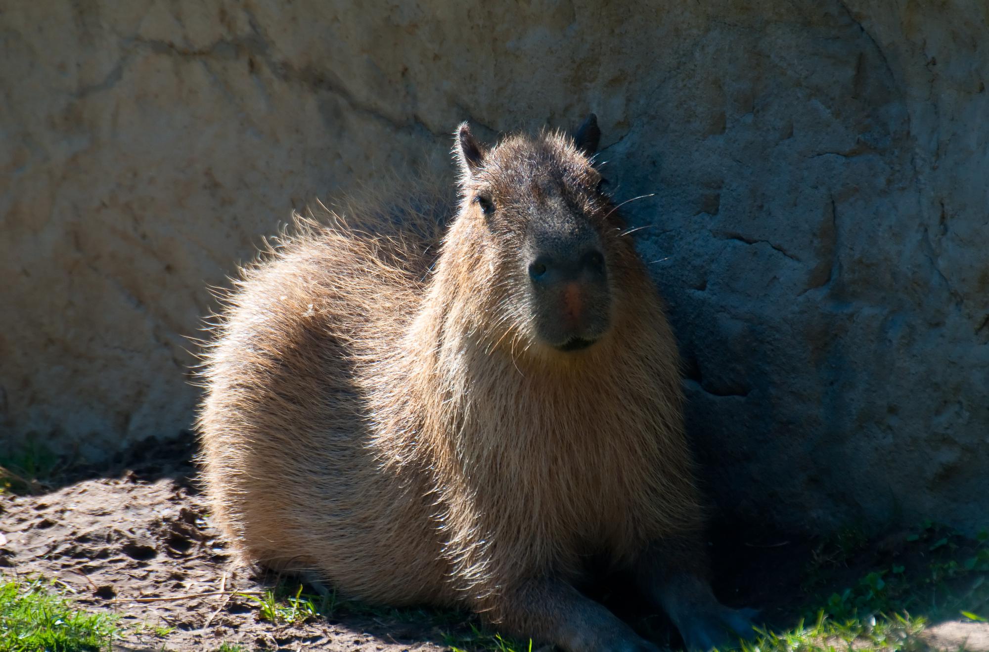 ./20101211_Capybara_Santa_Barbara_Zoo.jpg