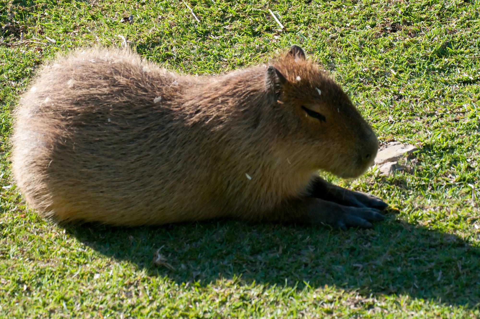 ./20101212_Capybara_Santa_Barbara_Zoo.jpg