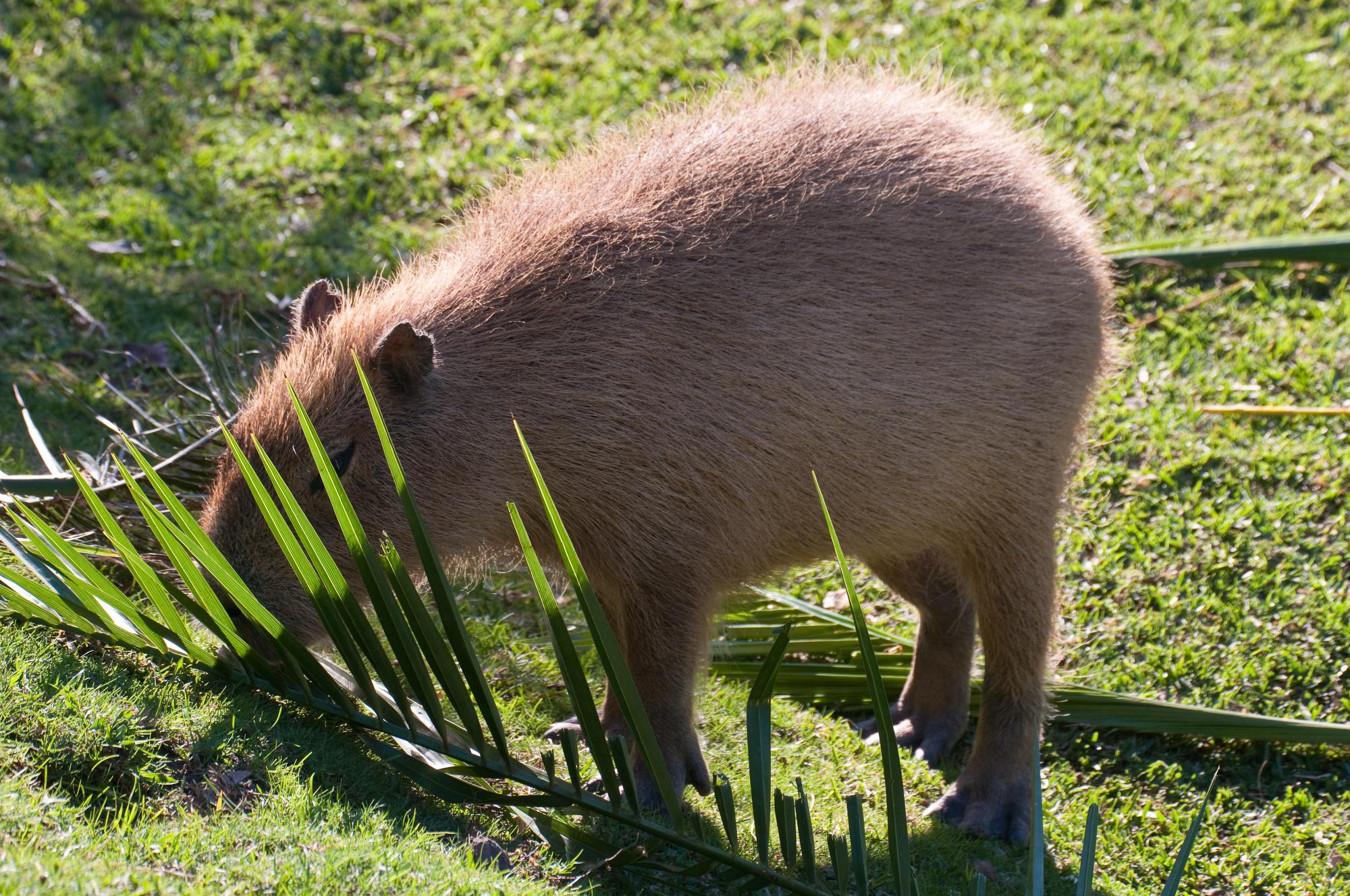 ./20101213_Coy_Capybara_Santa_Barbara_Zoo.jpg