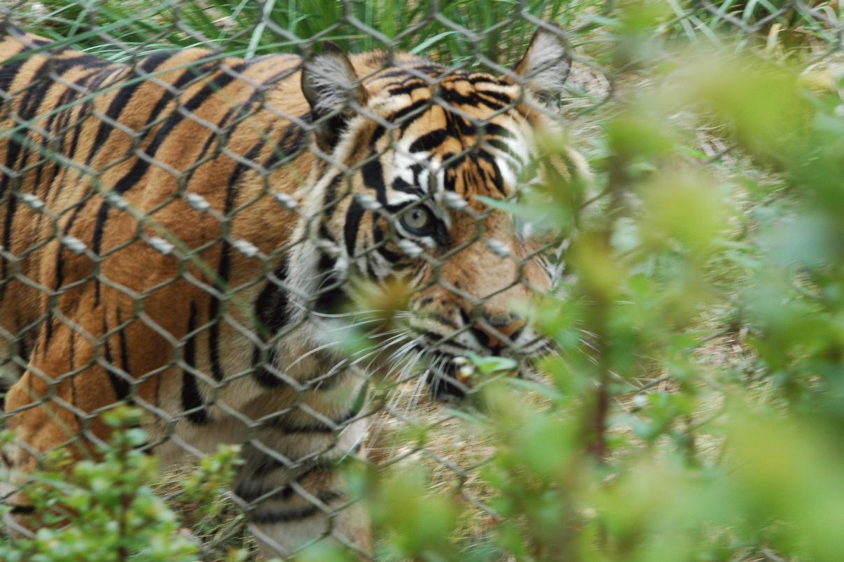 ./Tiger20060000_02.jpg