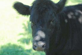 Cows_20060000_07.jpg