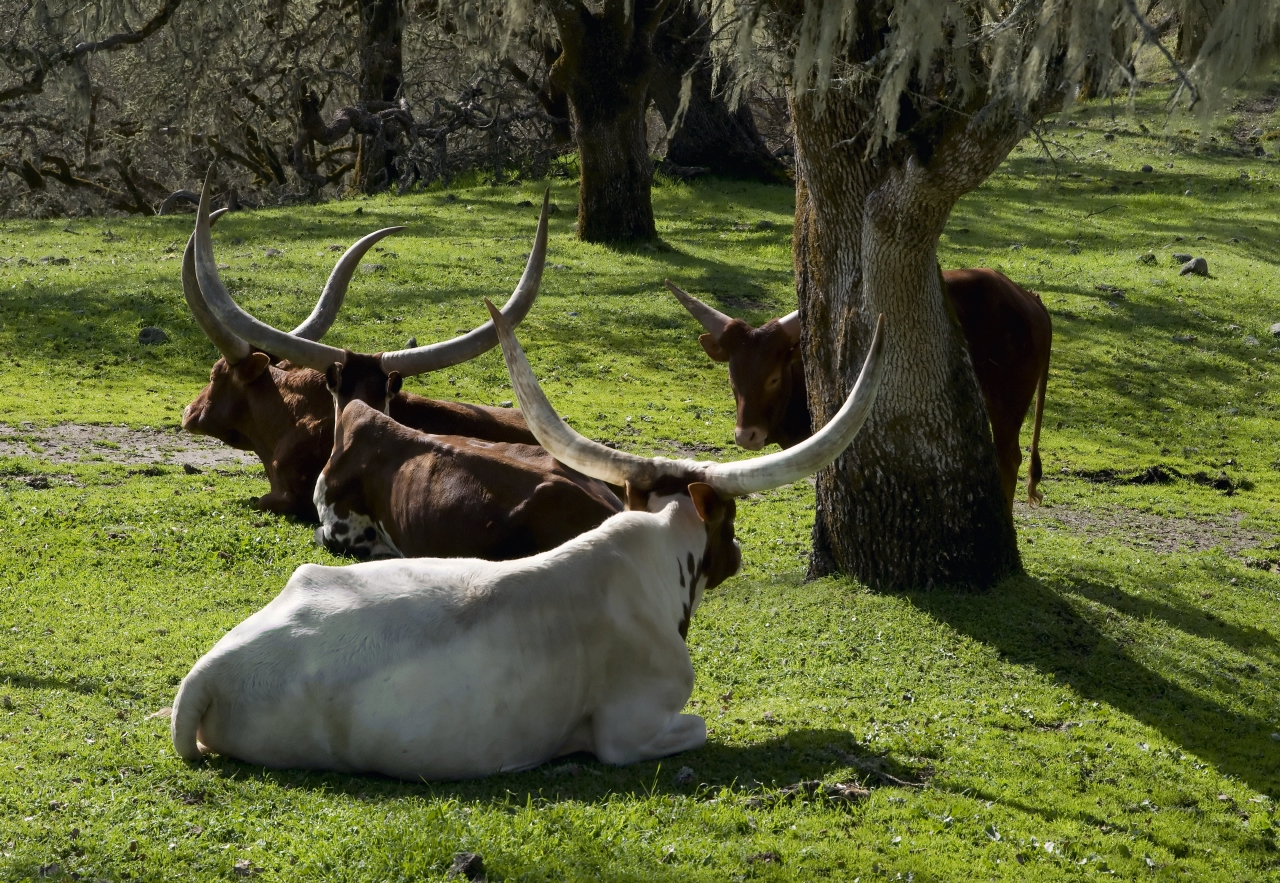 ./CattleSafariWest20090221_03_9902BCX.jpg