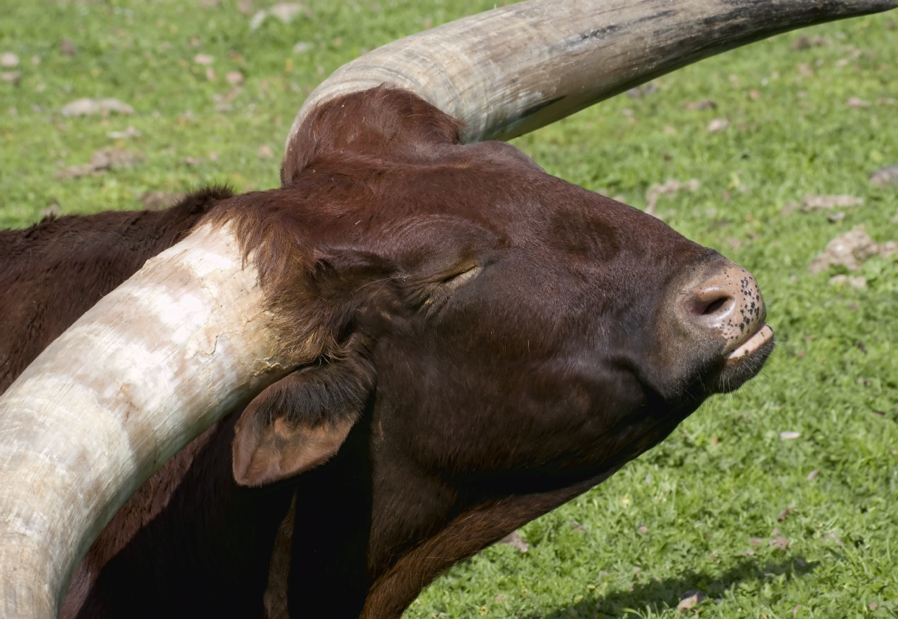 ./CattleSafariWest20090221_07_4724TNT.jpg