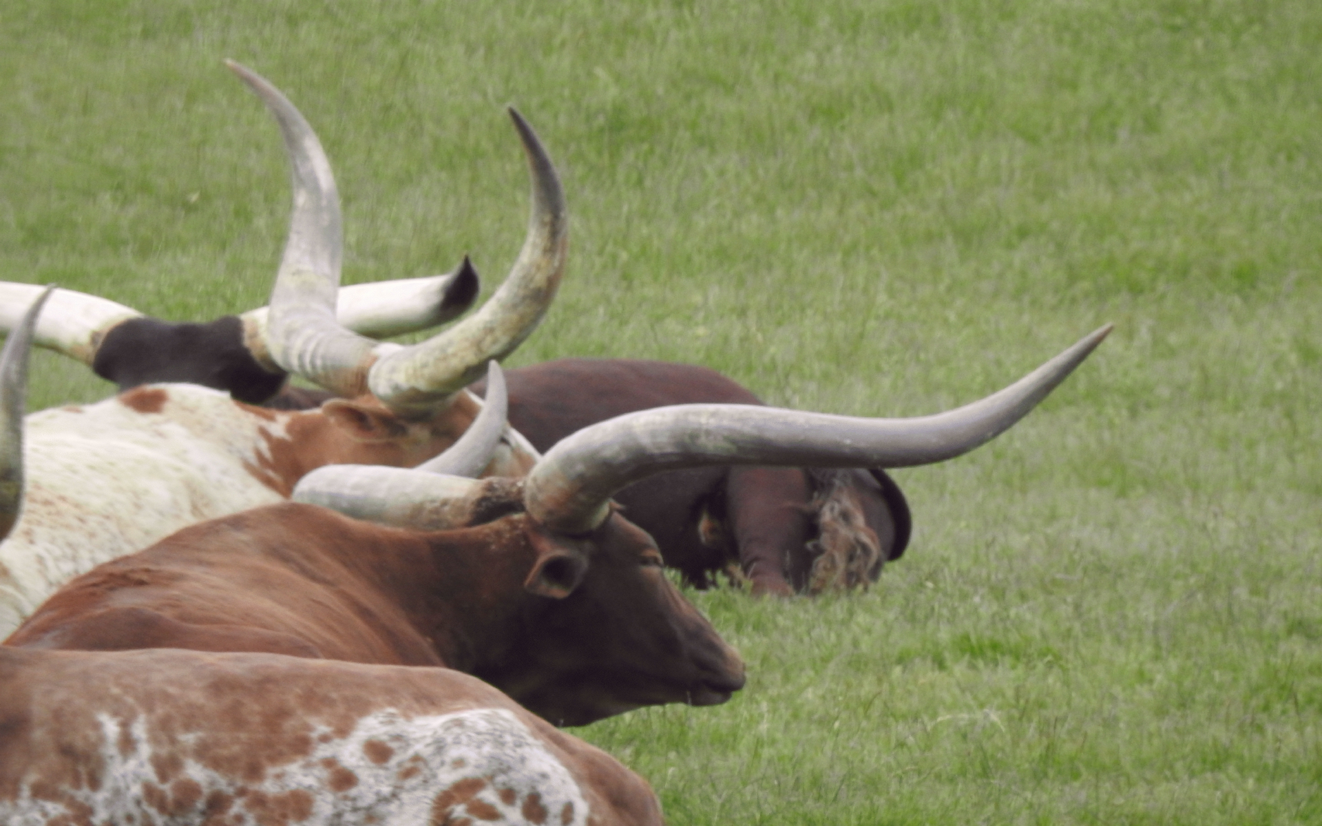 ./Long_Horn_Cattle_20210522_092458_TNT_0544.jpg