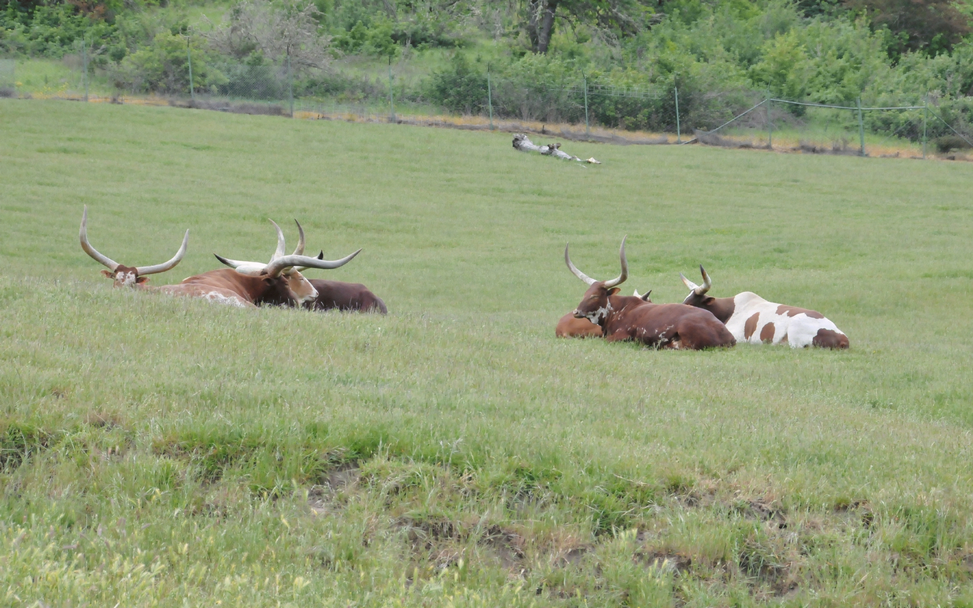 ./Long_Horn_Cattle_20210522_103153_C21_0457.jpg