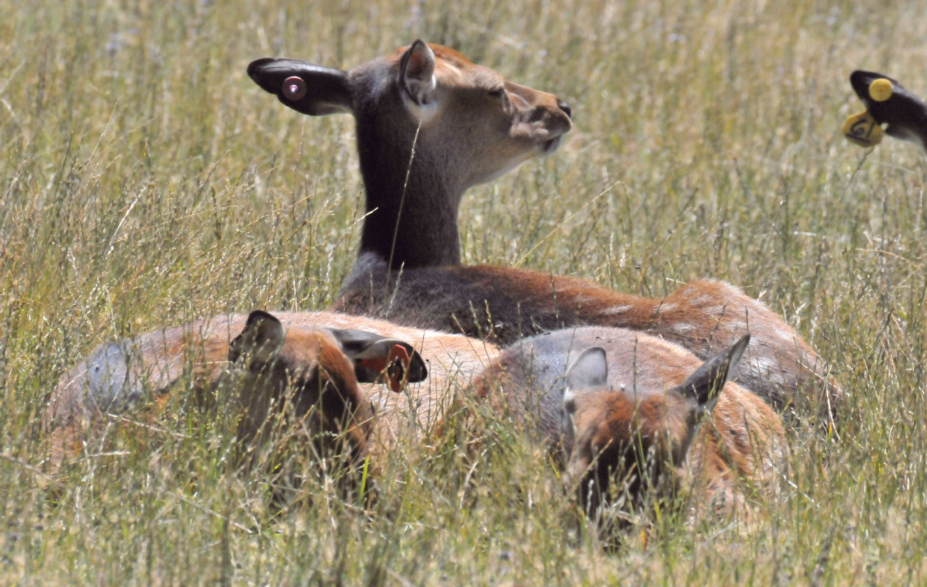 ./Wildlife_Safari_20160825_131524_T16_0997.jpg