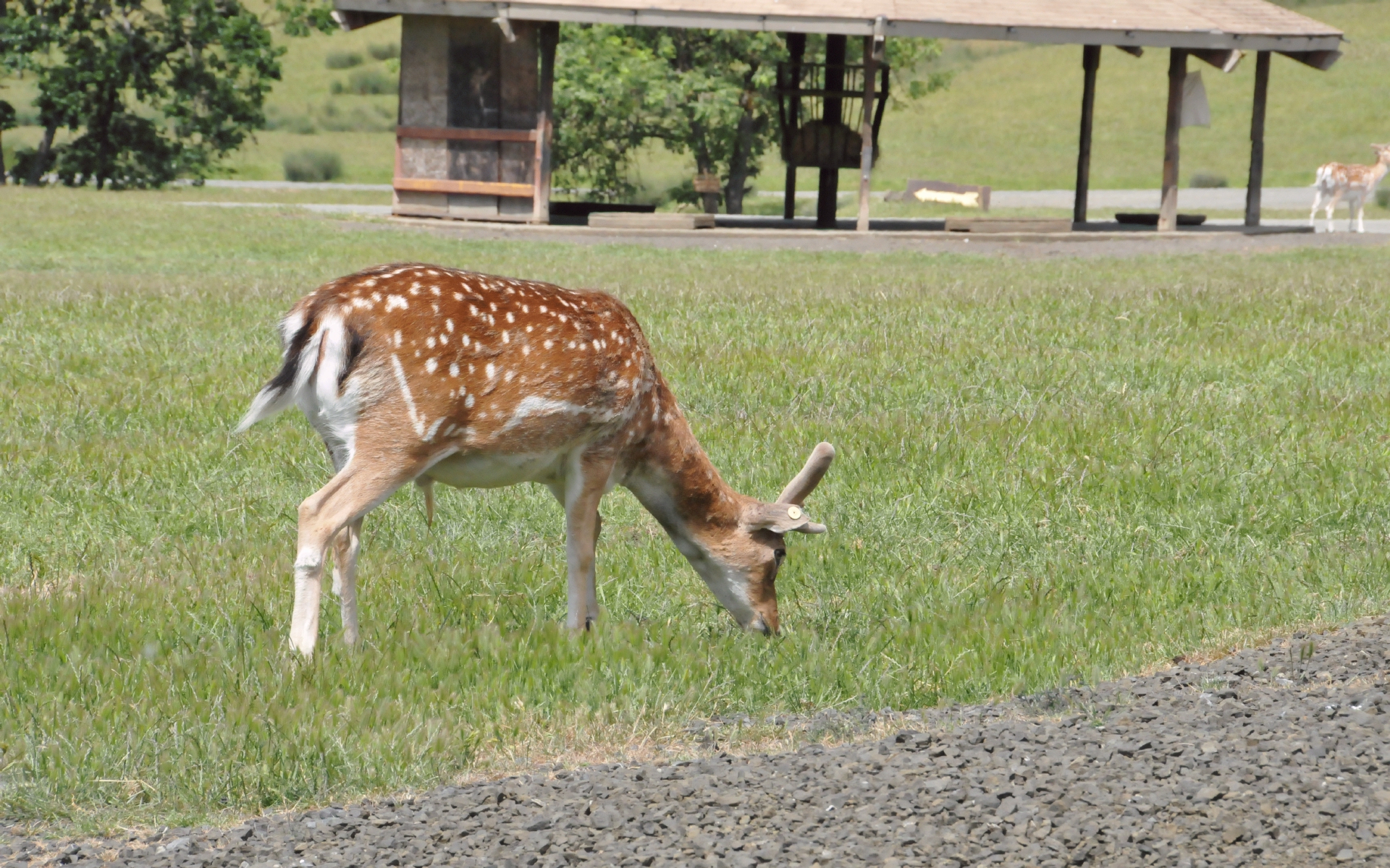 ./Sika_Deer_20210522_112759_C21_0517.jpg