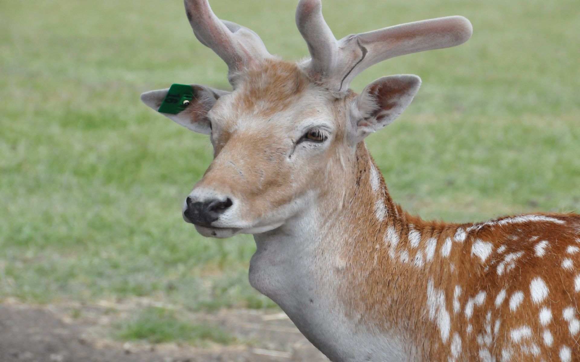 ./Sika_Deer_20210522_113350_C21_0523.jpg