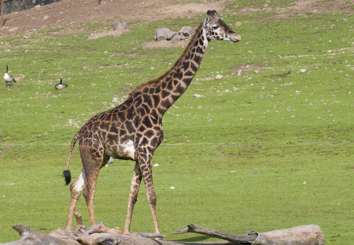 ./GiraffeSafariWest20090221_4621TNT.jpg