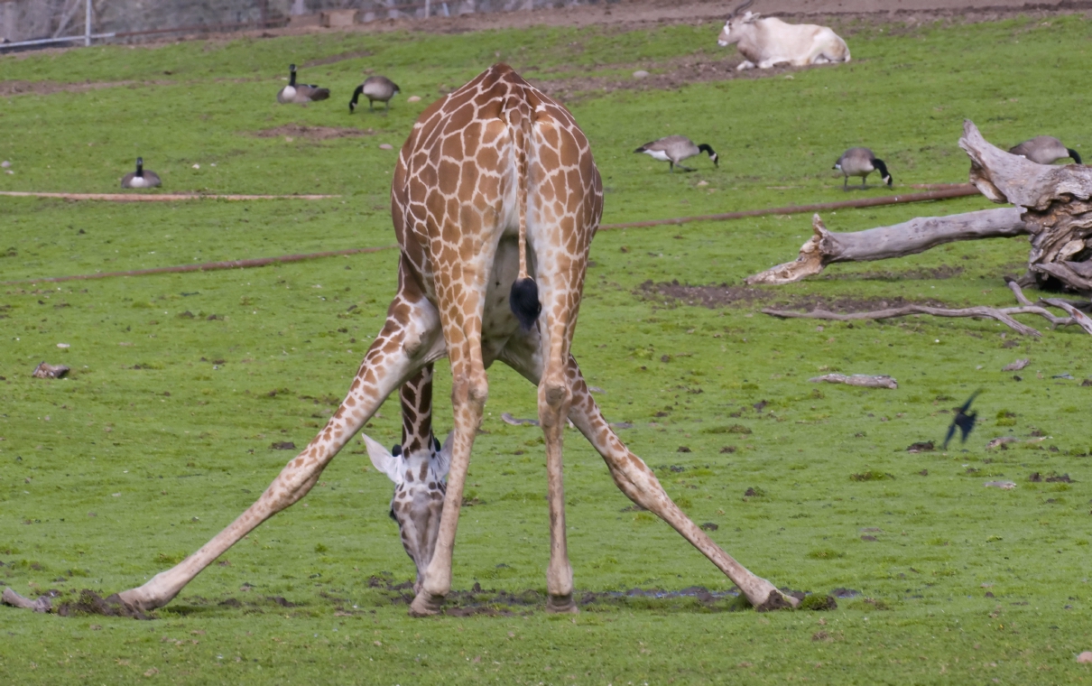 ./GiraffeSafariWest20090221_4650TNT.jpg