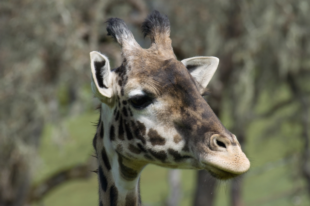 ./GiraffeSafariWest20090221_4656TNT.jpg