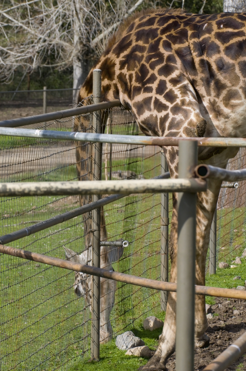 ./GiraffeSafariWest20090221_4659TNT.jpg