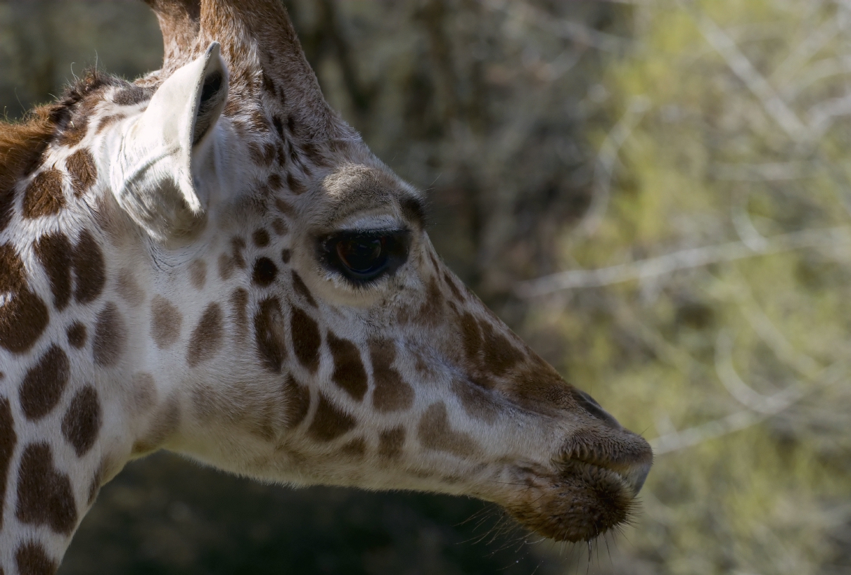 ./GiraffeSafariWest20090221_4667TNT.jpg