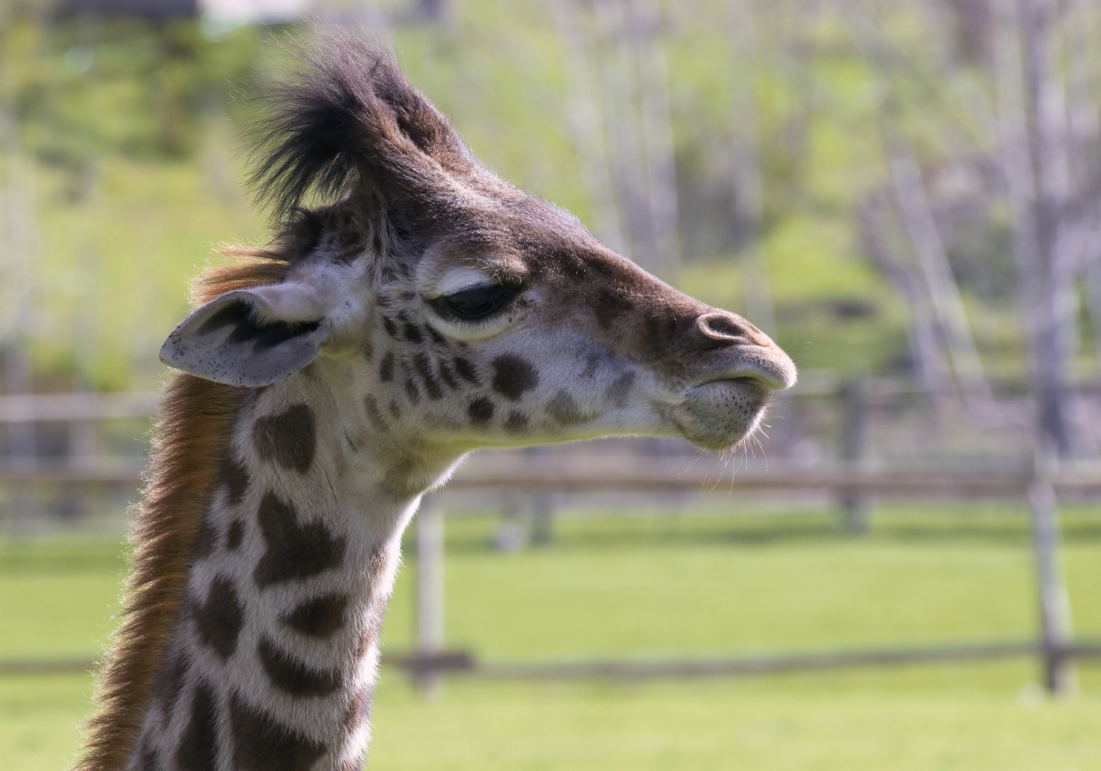 ./GiraffeSafariWest20090221_4676TNT.jpg