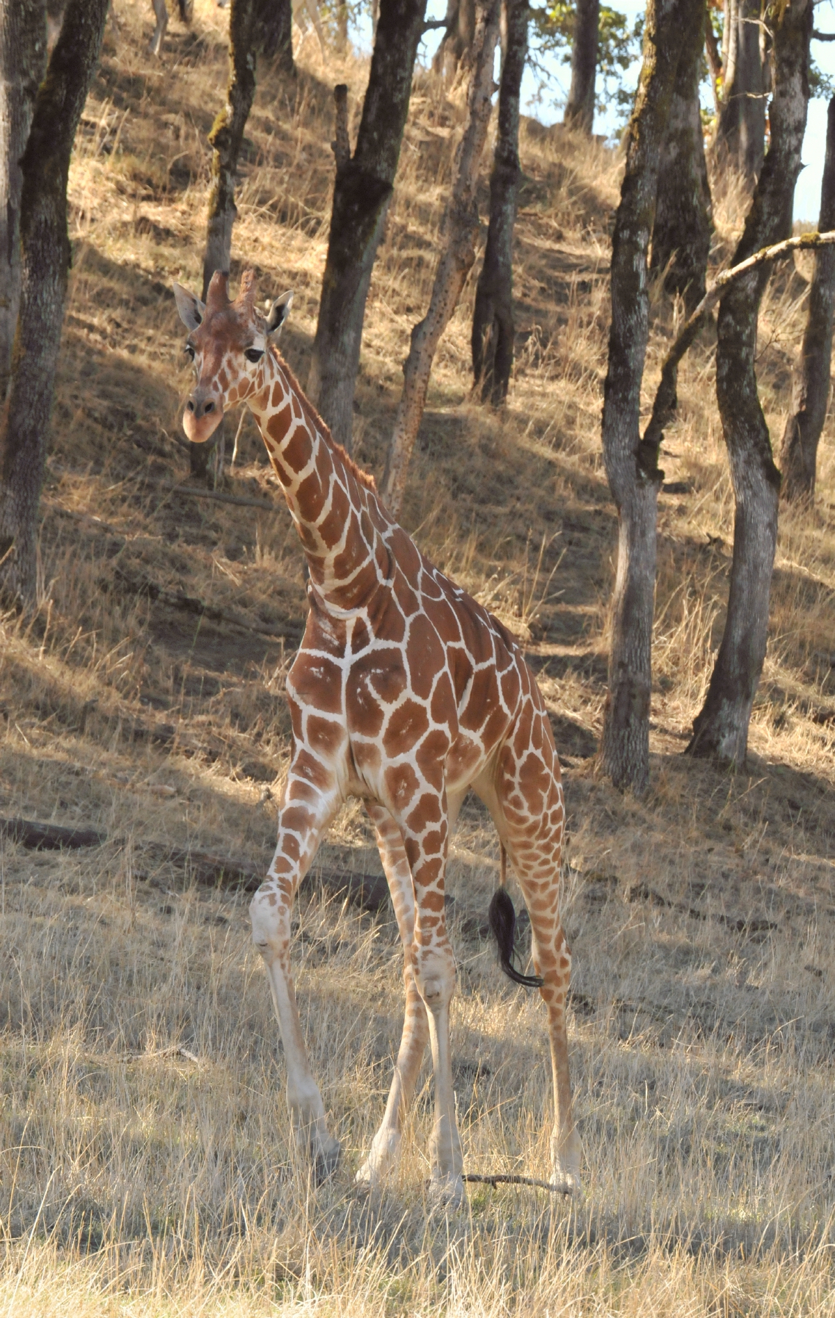 ./Wildlife_Safari_20150924_120751_T15_1621.jpg